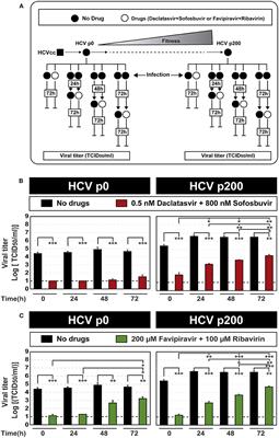 Efficacy decrease of antiviral agents when administered to ongoing hepatitis C virus infections in cell culture